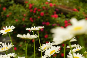 Photo de fleurs de jardin