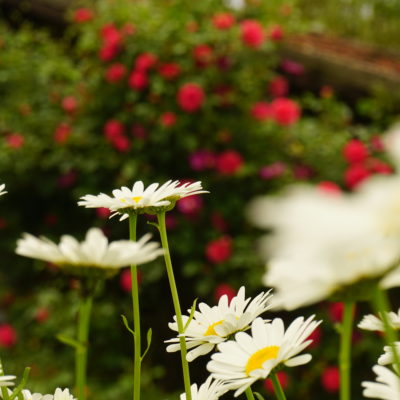 Photo de fleurs de jardin